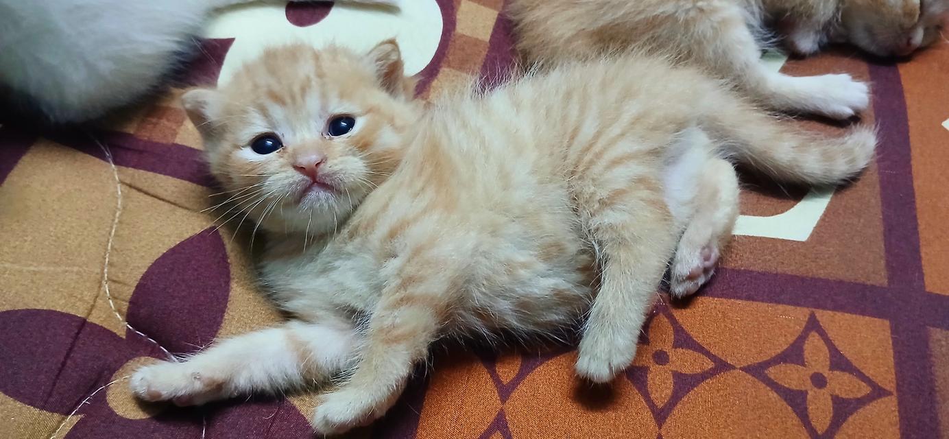 แมวสก๊อตติช เพศเมีย