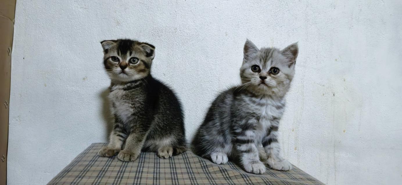 สัตว์เลี้ยง แมว แมวสก๊อตติส 3