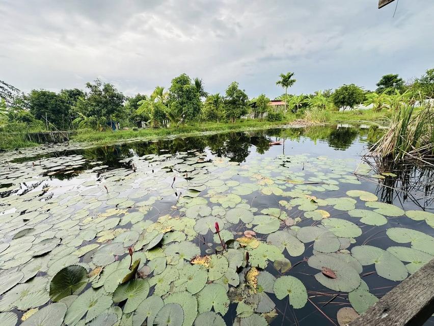 ขายด่วน บ้านสวนคลองสามวา กรุงเทพ พื้นที่ 2 ไร่ 15