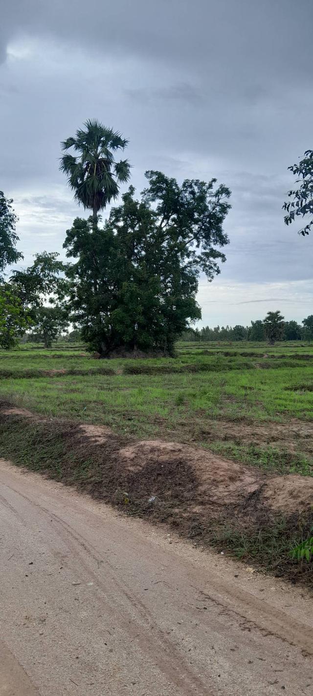 ที่ดิน 3