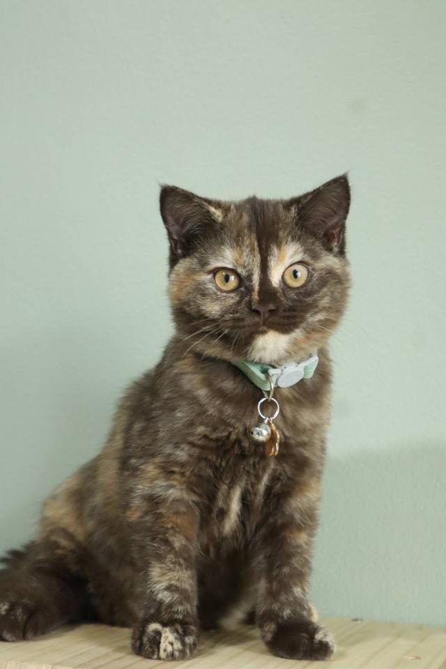 สก็อตติช สีดอร์ตี้ช็อค