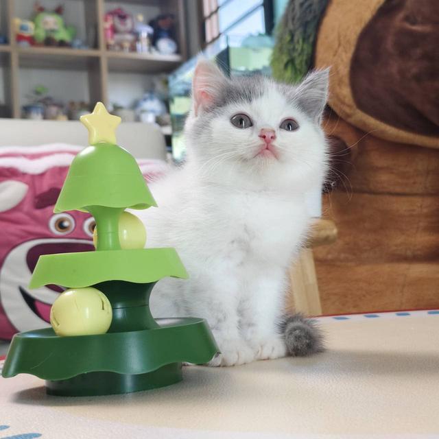แมว สก๊อตติช Scottish Oscat cattery chiangmai รูปที่ 8
