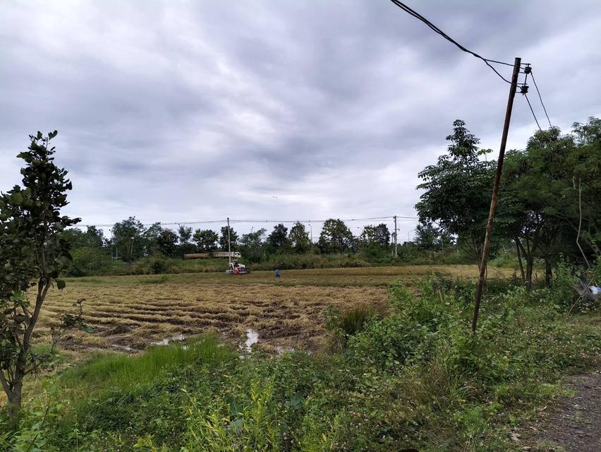 ขายที่นาติดถนนหลวงหมายเลข24 โชคชัย-เดชอุดม อ.เบญจลักษ์ จ.ศรีสะเกษ จำนวณ15ไร่1งาน38ตรว. ราคาไร่ละ1.2ล.