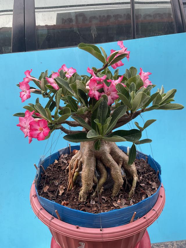 ไม้ดอกไม้ประดับต้นชวนชมบอนไซ
