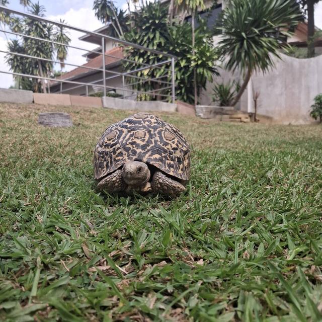 เป็นเต่าเสือดาว เพศผู้ 2