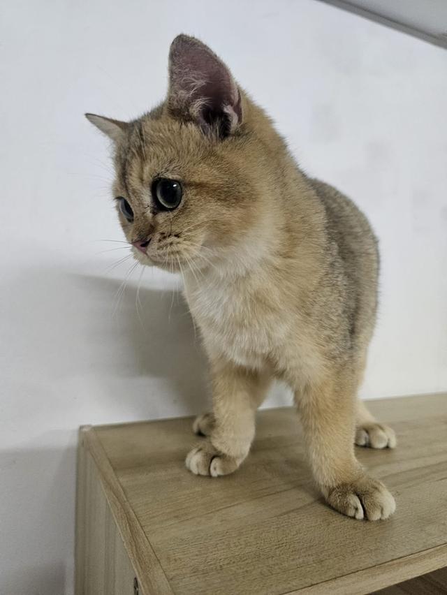 แมวบริติชเด็กชาย 4เดือนกว่าพกใบเพดลดประชากร รูปย่อยที่ 4