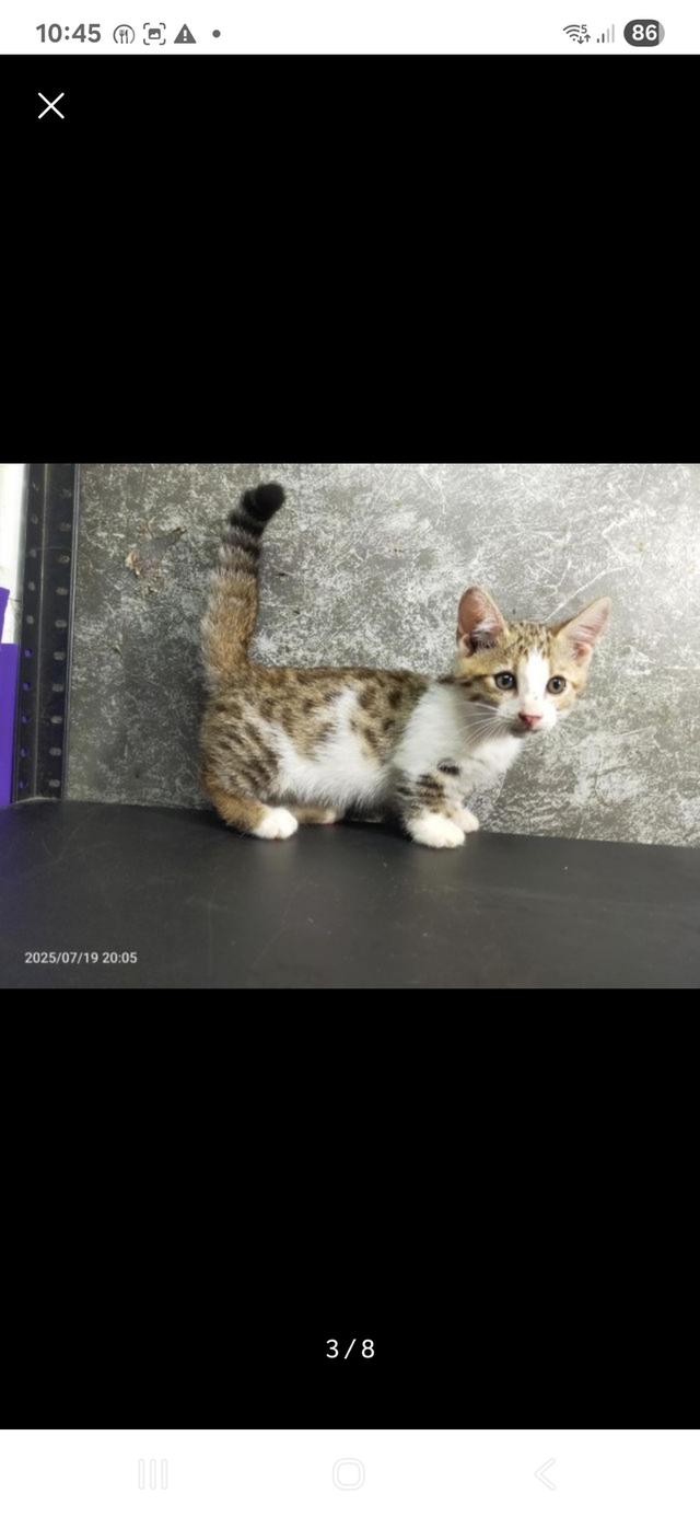 Munchkin Bengal 3