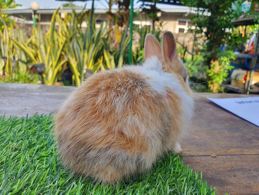 หาบ้าน Netherland Dwarf 4