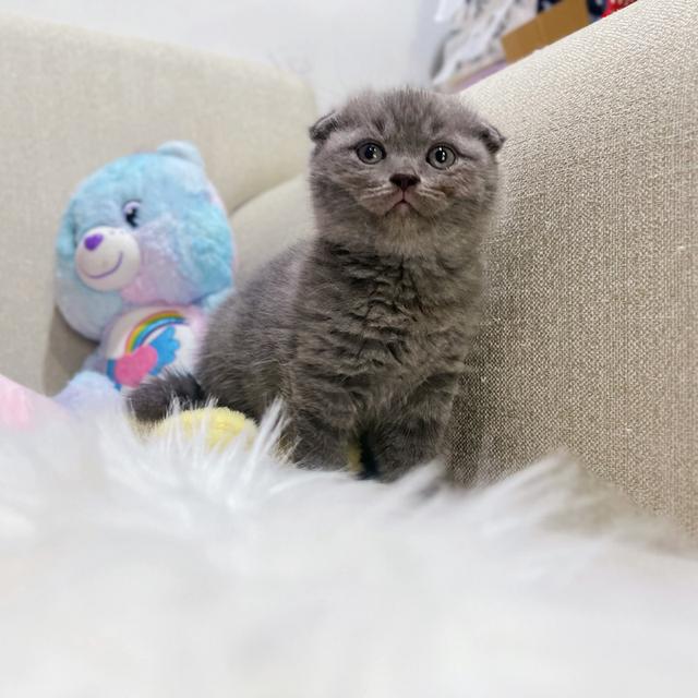 สก๊อตติช