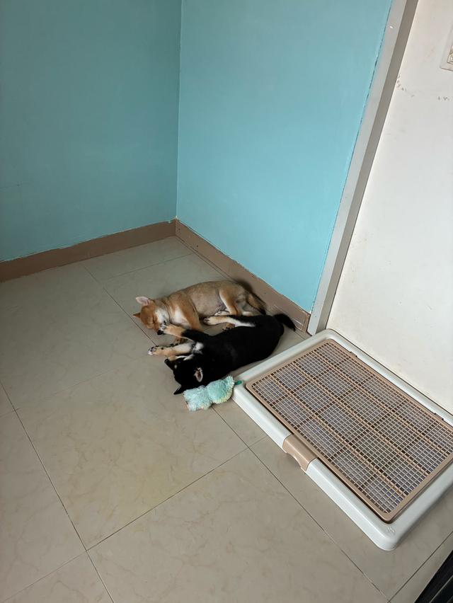 🐶 Friendly & Heartfelt  Sadly selling our two lovely 5-month-old Shiba Mame puppies (Cinnamon & Black) as we’re relocating. 5