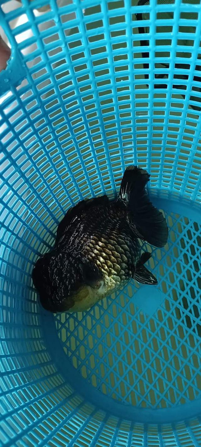 ปลาทองตัวอ้วนสีดำ 1