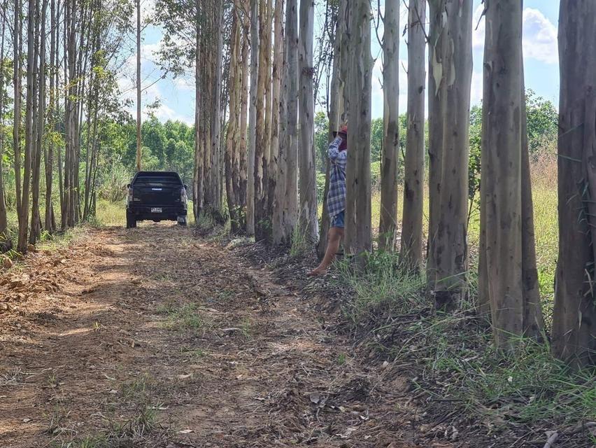 ที่ดินเปล่า ถนนสระแก้ว-เขาหินซ้อน ต.สระแก้ว อ.เมืองสระแก้ว จ.สระแก้ว 4