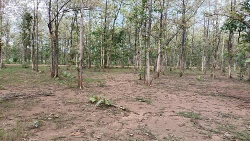 ที่ดินพร้อมสวนป่าสัก 8-2-21 ไร่ ต.ทุ่งยั้ง อ.ลับแล จ.อุตรดิตถ์ รูปที่ 10