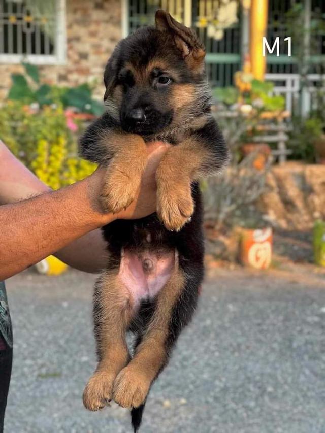 หมาเยอรมัน เชพเพิร์ด 3 เดือน