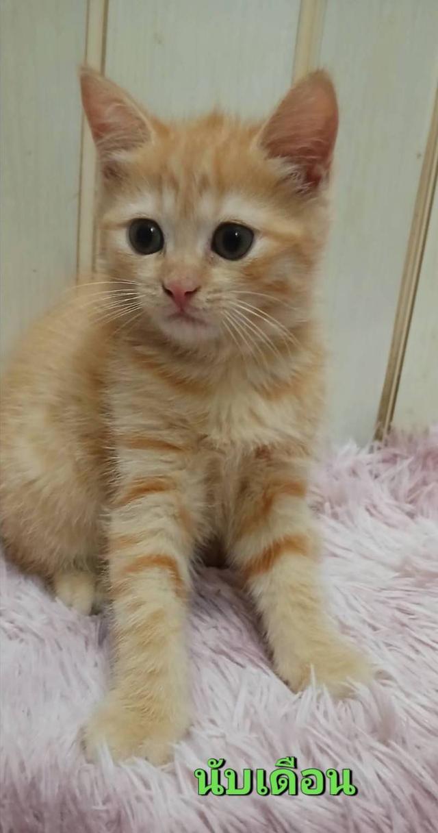 แมวสก๊อตติช เด็กหญิง