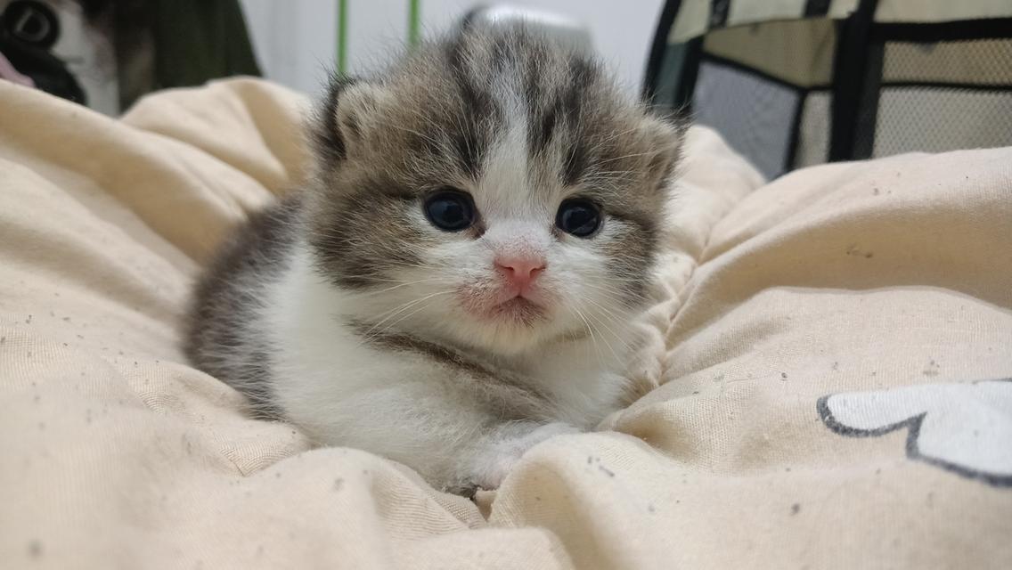 น้องแมวมัชกิ้นขาสั้น 2