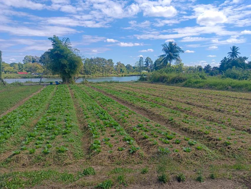 ที่ดินเปล่าขอนแก่น 212 ตารางวา หลังแปลงติดคลอง บรรยากาศโล่ง พร้อมโอน 4