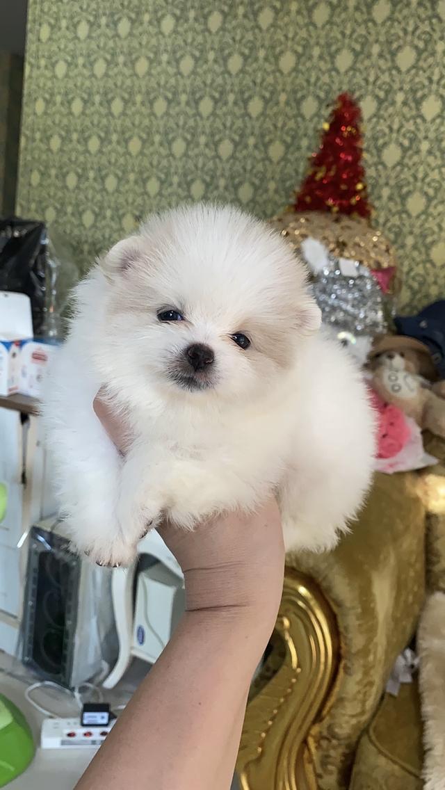 ลูกปอมแท้ น่ารัก อ้วนกลมหมี แข็งเเรง สุขภาพดี