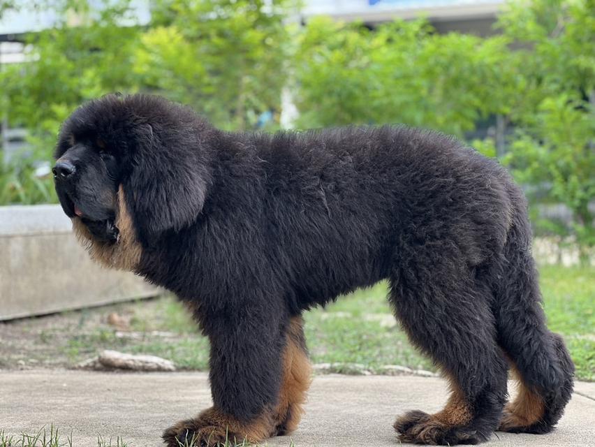 ทิเบตันมาร์ฟทิฟ นำเข้าจากประเทศจีน