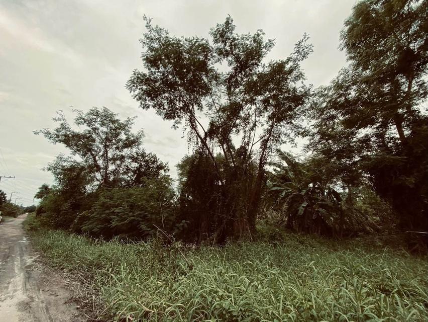 ขายถูกต่ำกว่าประเมิน 292 ตรว ติดถนนสาธารณะ คลอง 13 ฝั่งตะวันตก หนองจอก กทม. 5
