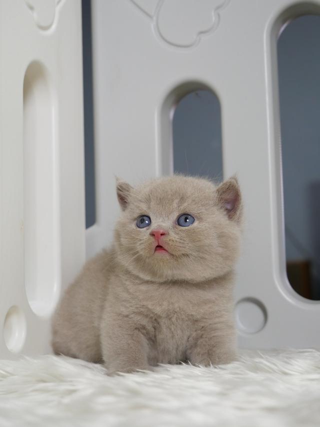 แมวบริติชช๊อตแฮร์ผู้ชายสีไลแลก