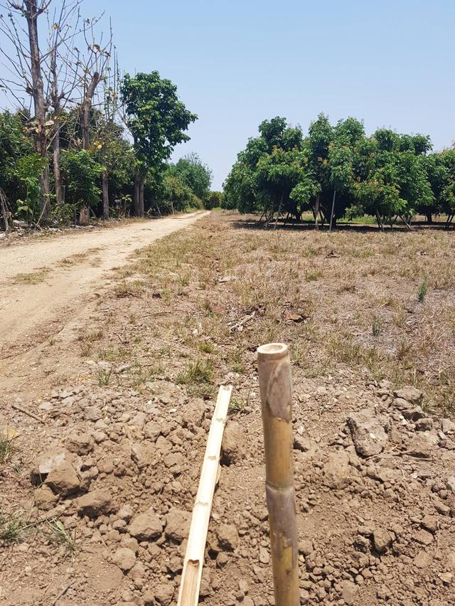 ที่ดิน สวนลำไย เชียงราย แม่สรวย 7