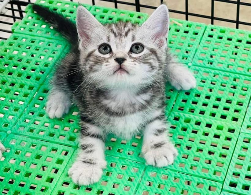 America short hair kittins WhatsApp me : +66 63 826 3042 รูปย่อยที่ 3