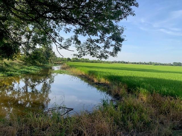 ขายที่ดิน 64 ไร่ ซอยสนามยิงปืนราชสีห์ อำเภอสามโคก จังหวัดปทุมธานี 2