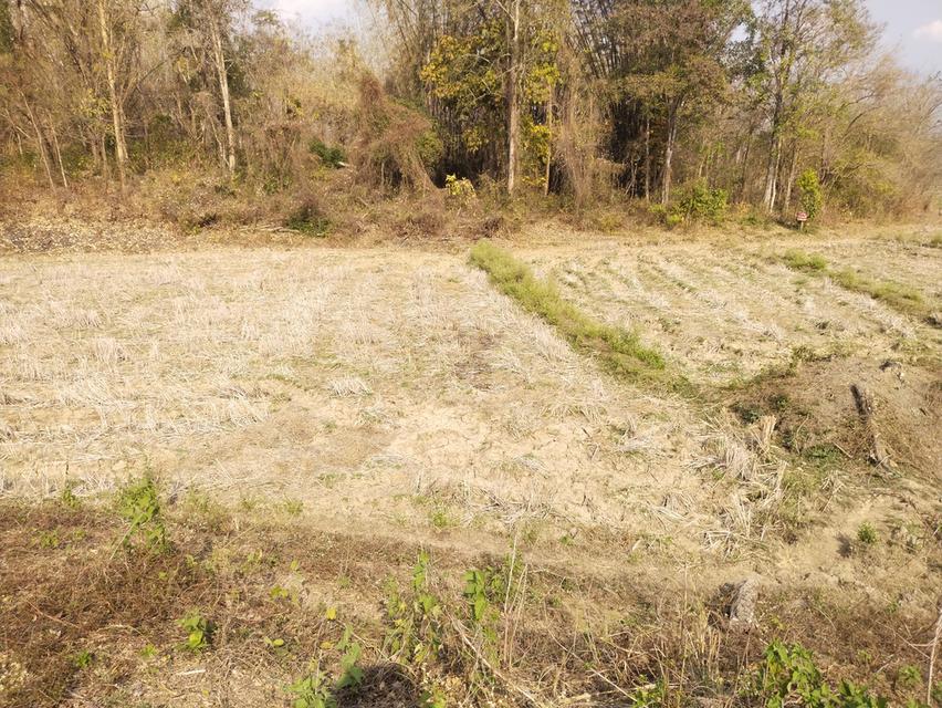 ที่ดินพร้อมสวนปลูกสร้าง 9