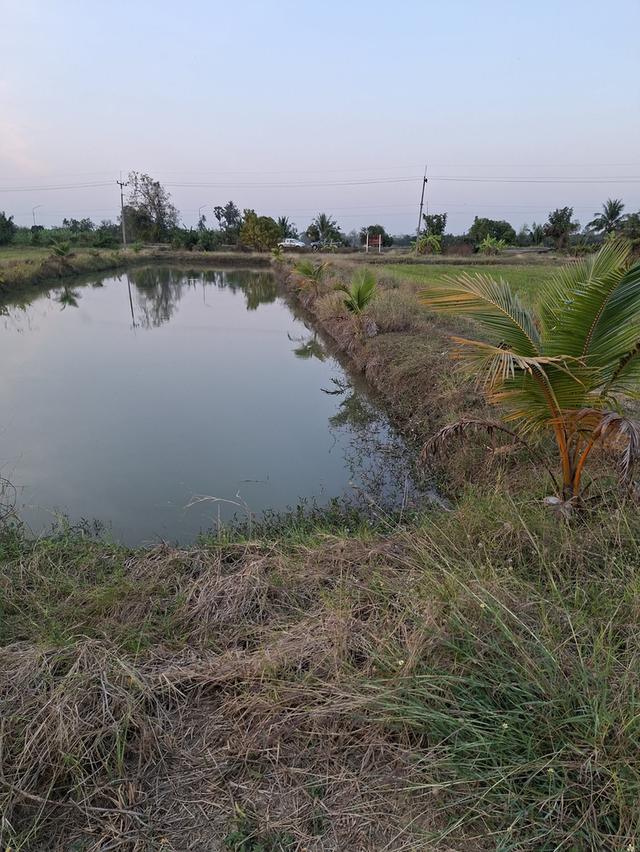 ขายที่ดิน 7 ไร่ 2 งาน 43 ตารางวา ต ท่าผา อ บ้านโป่ง จ ราชบุรี 7