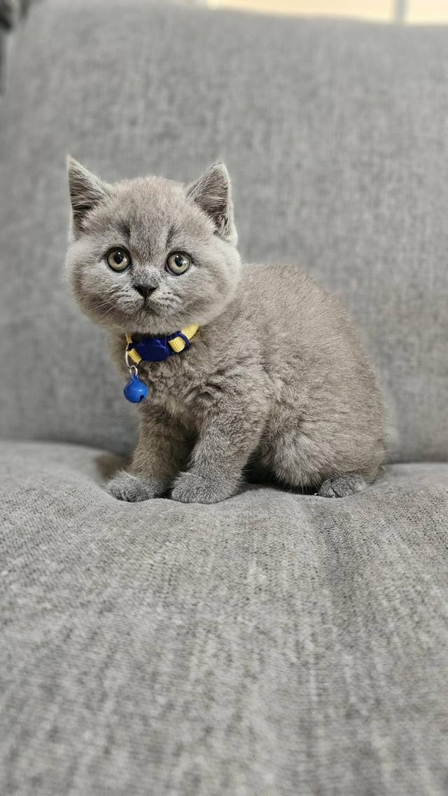 บริติชช็อตแฮร์แท้ น้องบลู 8