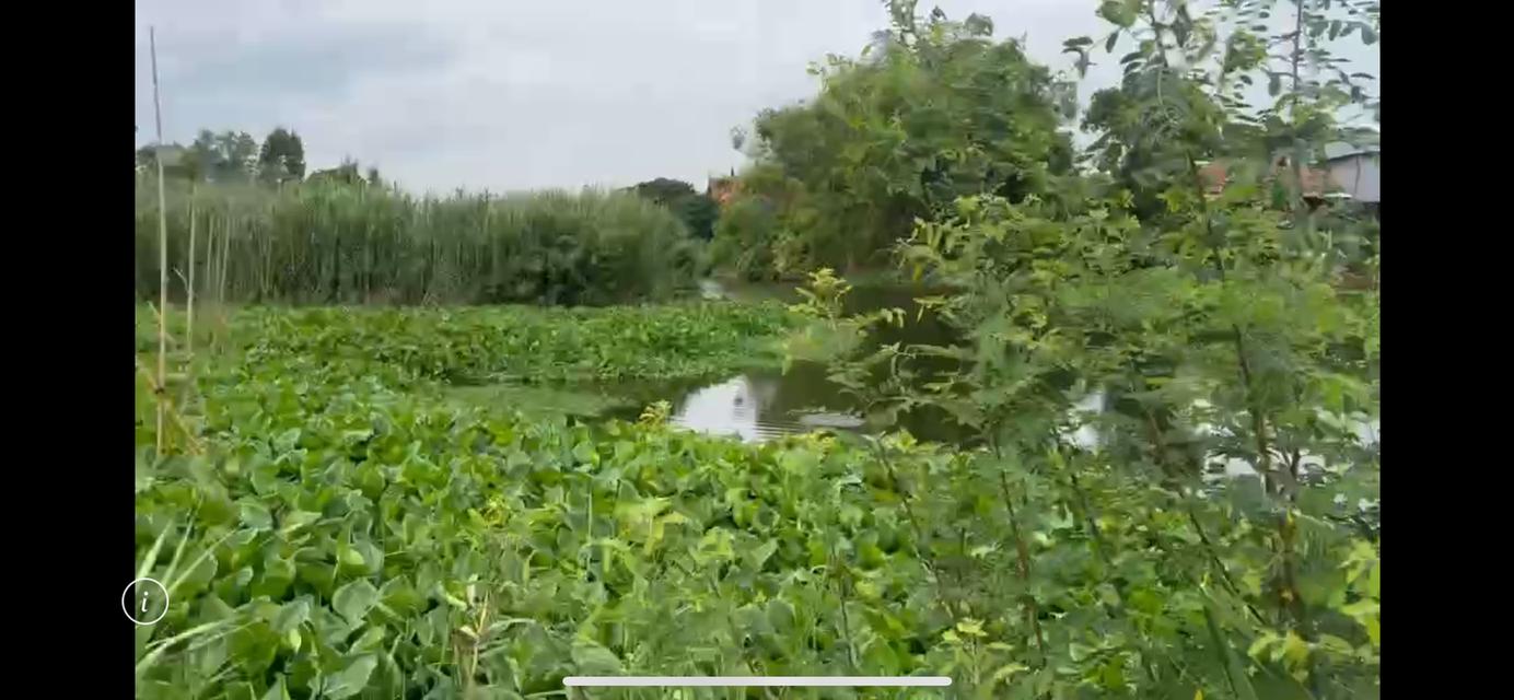 ที่ดินเปล่า ริมน้ำ 3ไร่ 2งาน สองพี่น้อง สุพรรณบุรี 3