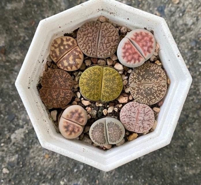 ไลทอป (Lithops) 3