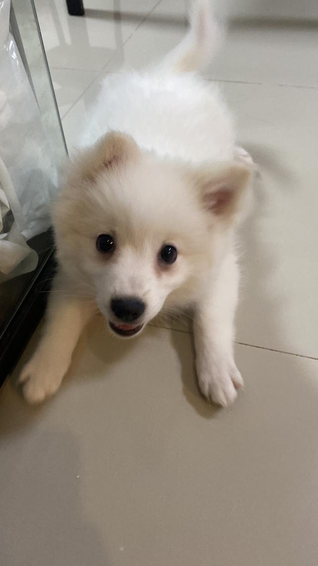 Japanese Spitz 5