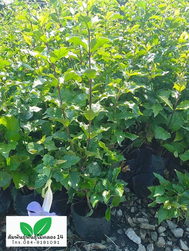 ช้องนาง ต้นช้องนางดอกม่วง