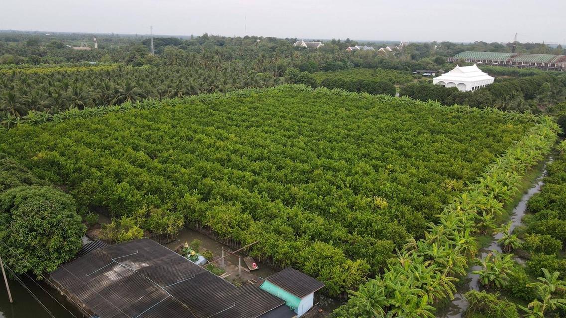 ขายที่ดินสวยเป็นที่สวน ติดหลังวัดหลวงพ่อสด ด้านหน้าติดถนนคลองชลประทาน ยาวประมาณ 600 เมตร ตำบลแพงพวย อำเภอดำเนินสะดวก จังหวัดราชบุรี ทั้งหมด 56 ไร่เศษ 14