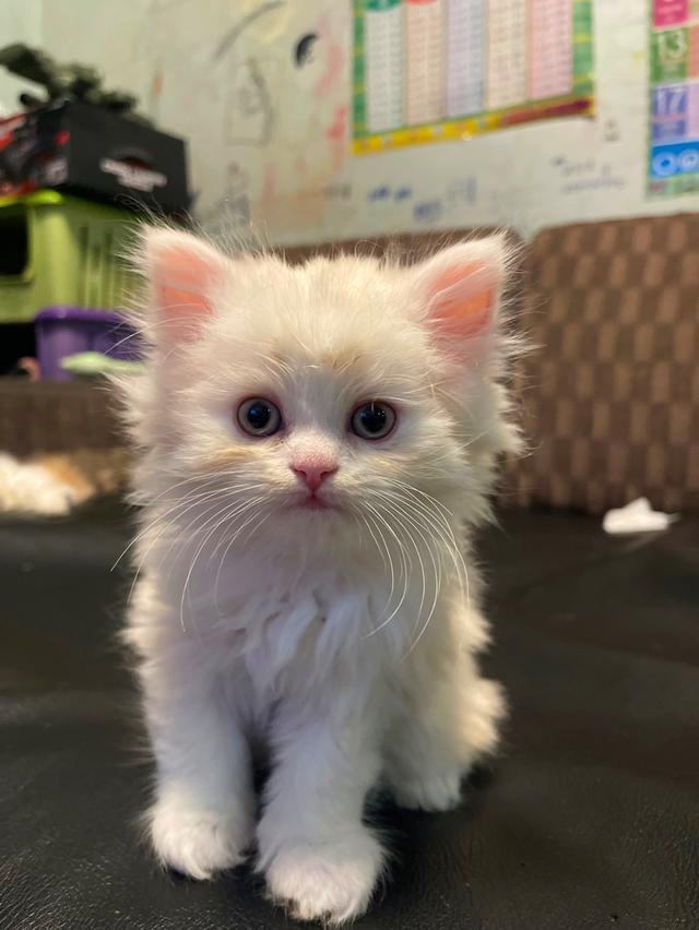 แมวขาวปนส้มนิดหน่อย-(boy)เกิด13/10/68 2