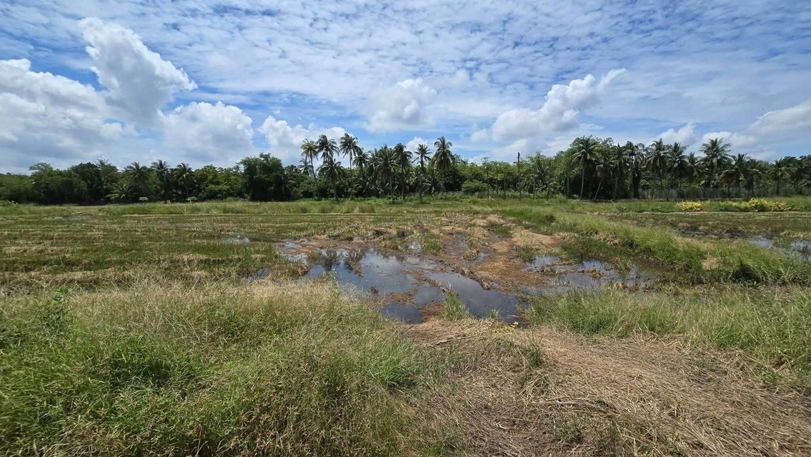 ขายด่วนที่ดิน 600 ตรว ติดถนนสาธารณะ ต.มหาสวัสดิ์ อ.พุทธมณฑล จ.นครปฐม 1