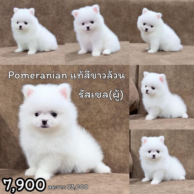 ปอมเมอเรเนียนแท้ สีขาว ผู้