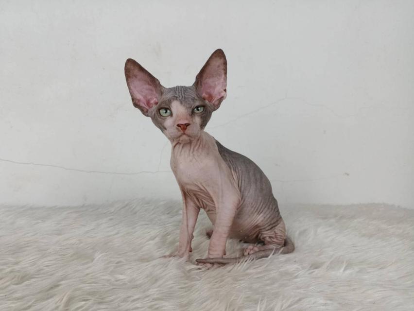 36.แมวสฟิงซ์/เพศผู้ หาบ้าน Sphynx Cat/Male looking for a new home 2