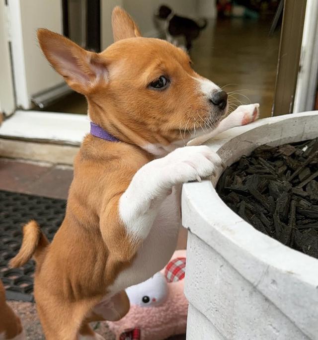 ขายลูกสุนัขพันธุ์แท้ Basenji หน้าตาน่ารักมาก 4