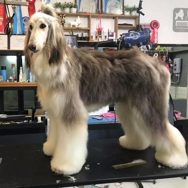 สุนัข Afghan Hound สีบลู 3