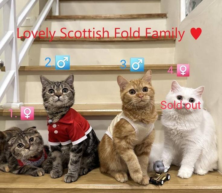 Lovely Scottish Fold Family