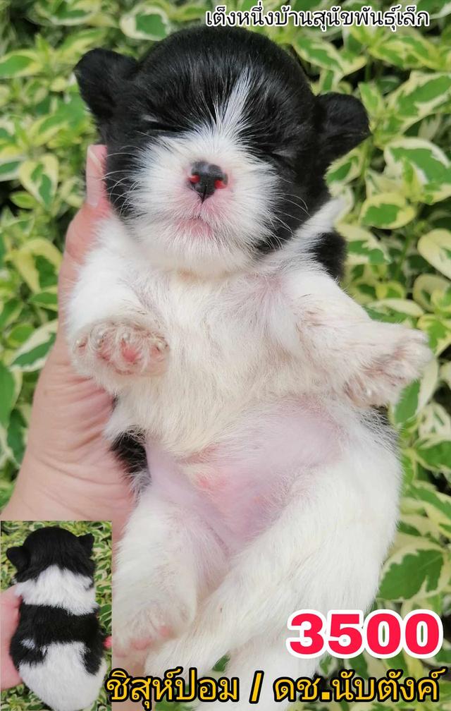 เปิดจอง ชิสุห์ผสม ปอม พุดเดิ้ล ชิวาว่า 6