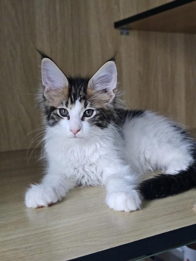 ลูกแมว สายพันธ์เมนคูนแท้ รูปที่ 9