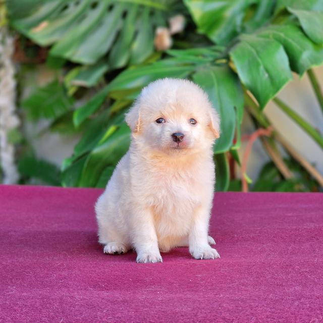 Poodleพุดเดิ้ลแท้สีขาวครีมน้องฟ้าสุดหล่อ
