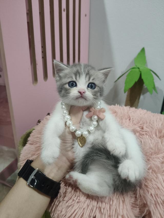 เด็กหญิง ลายวัว เทาขาว 🏡🏠🫶😻 รูปที่ 4
