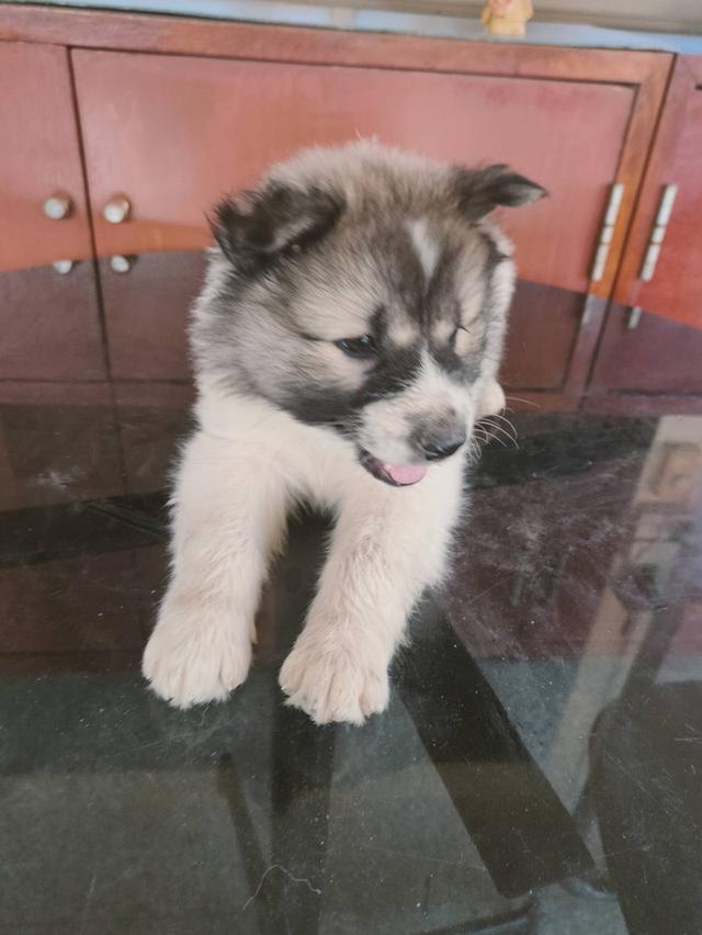 บางแก้วขาวเทา น้องชบา 60วัน