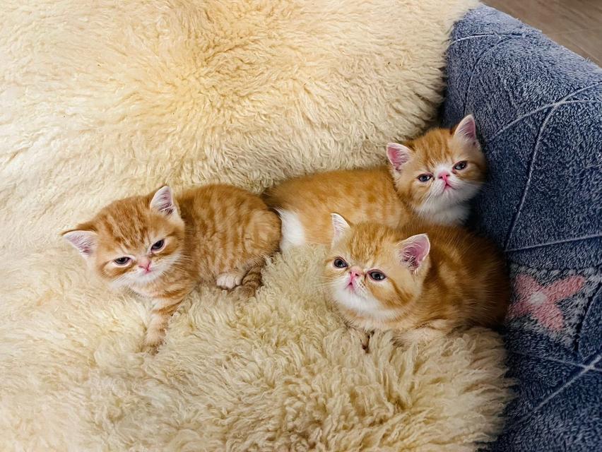 แมว EXO ติก   🔥🔥🏠🔥 แมวหน้าบี้ รูปที่ 12