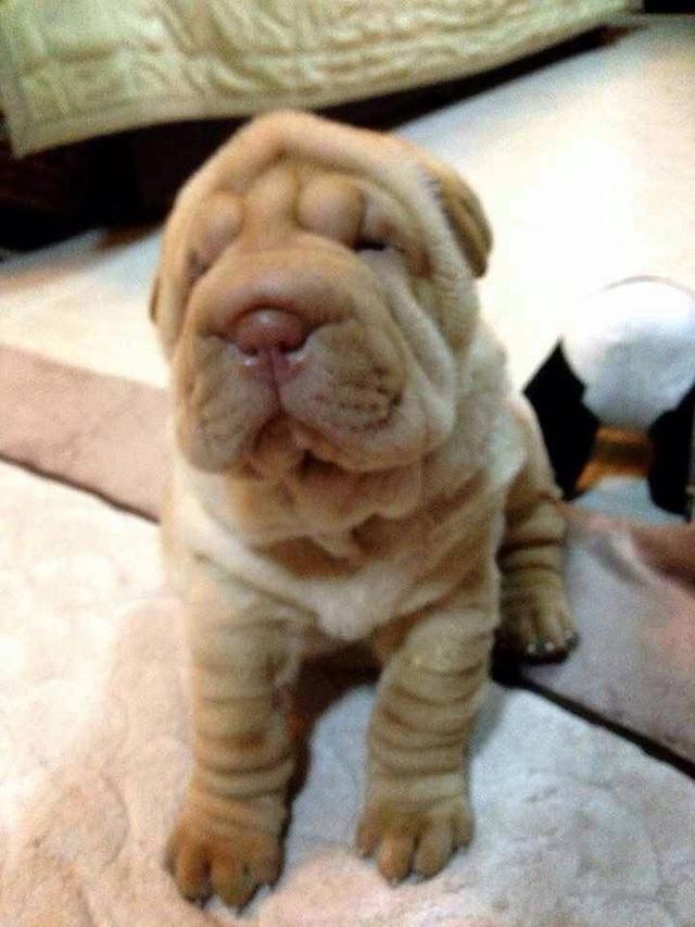 ลูกสุนัข Shar Pei หาผู้ปกครอง 5